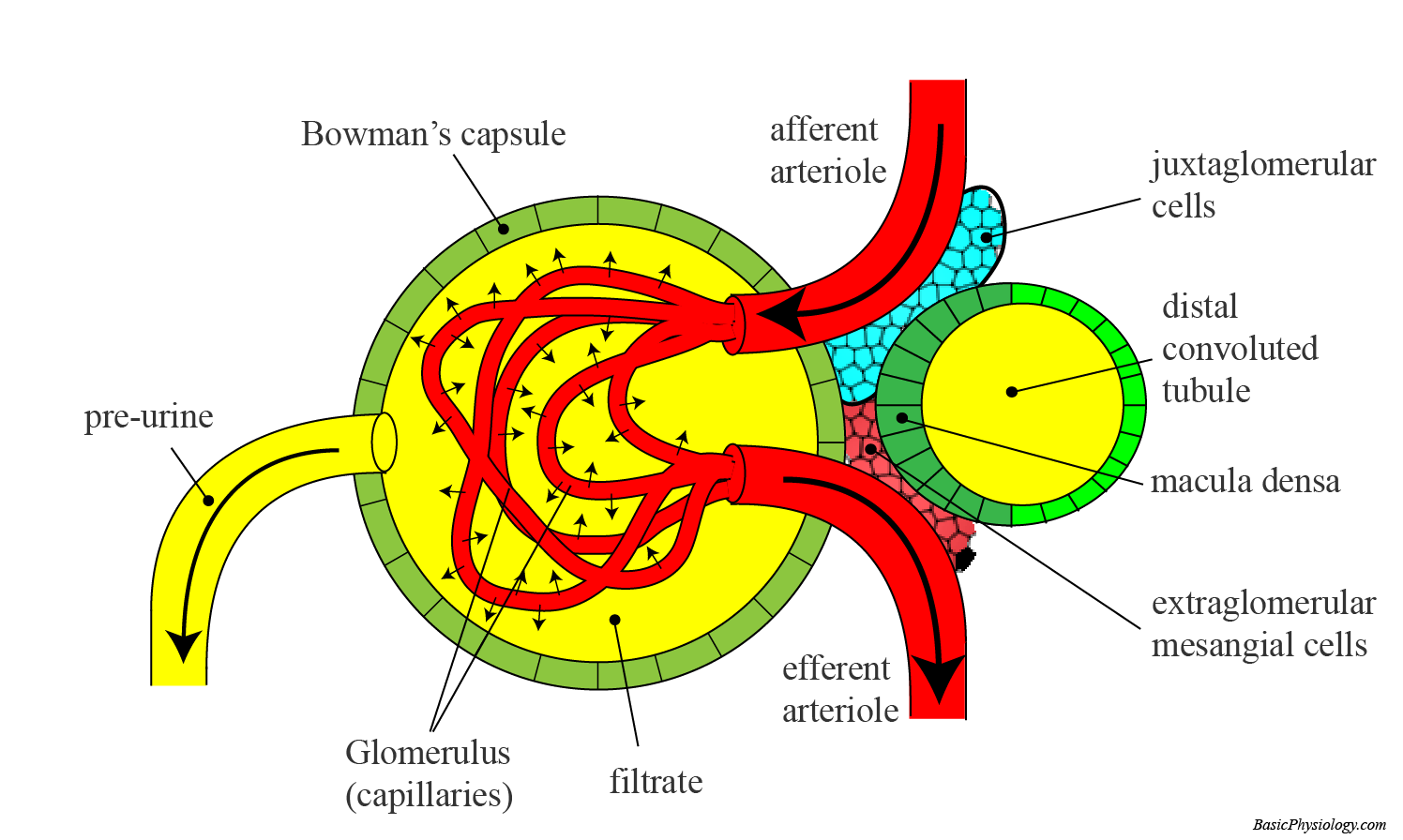 Structure of the The Juxtaglomerular complex